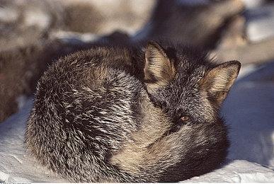 《红霞岛》联合开发商和索尼合作 开发《地平线》系列